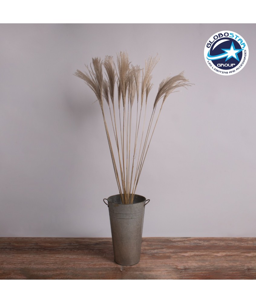 GloboStar® MISCANTHUS 36539 Αποξηραμένο Φυτό Μίσχανθος - Μπουκέτο Διακοσμητικών Κλαδιών Μπεζ Υ140cm - Σετ 10 τμχ